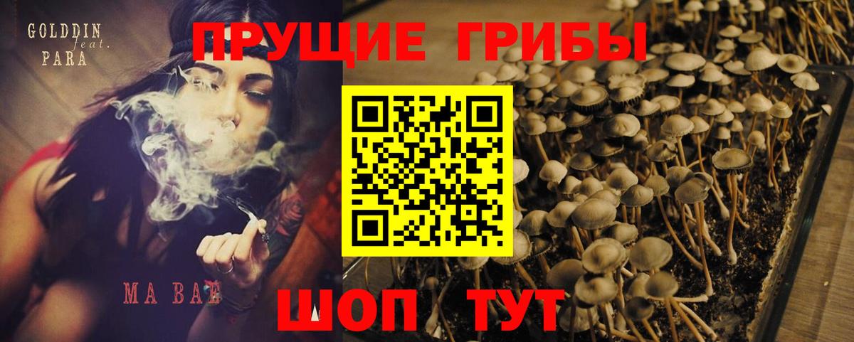 Псилоцибиновые грибы Psilocybe Боровичи